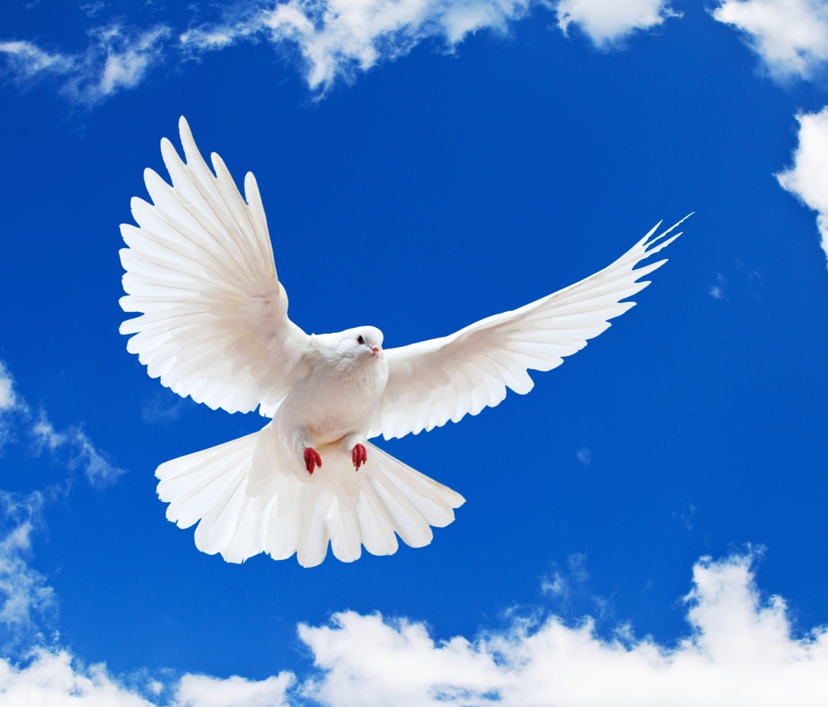 Das White Dove In Blue Sky Wallpaper 1200x1024