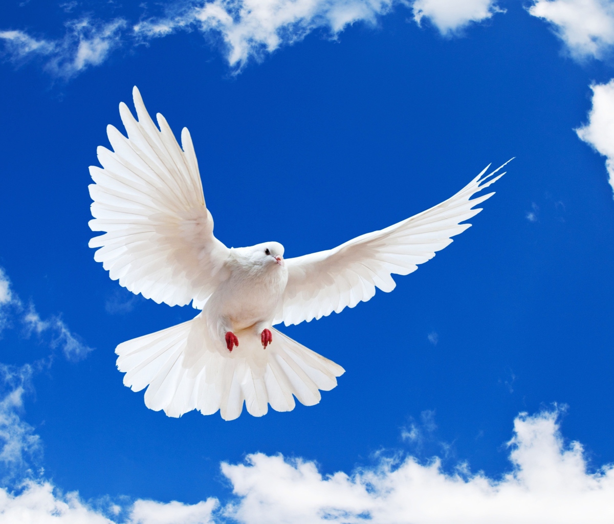 Screenshot №1 pro téma White Dove In Blue Sky 1200x1024