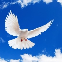 Обои White Dove In Blue Sky 128x128