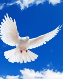 Screenshot №1 pro téma White Dove In Blue Sky 128x160