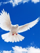 Обои White Dove In Blue Sky 132x176