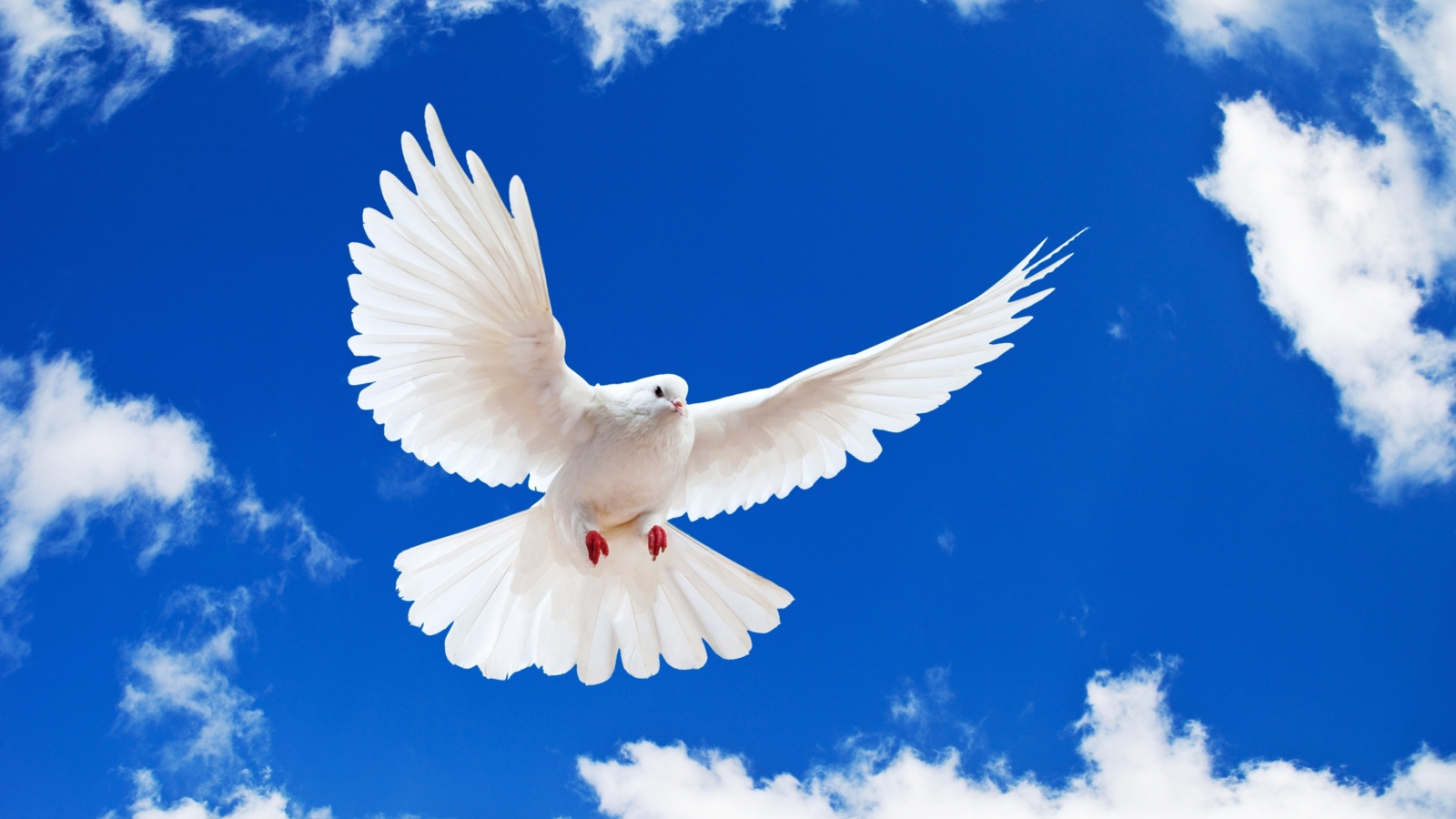 Fondo de pantalla White Dove In Blue Sky 1600x900