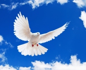 Sfondi White Dove In Blue Sky 176x144