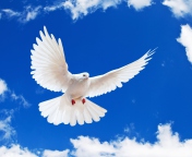 White Dove In Blue Sky wallpaper 176x144