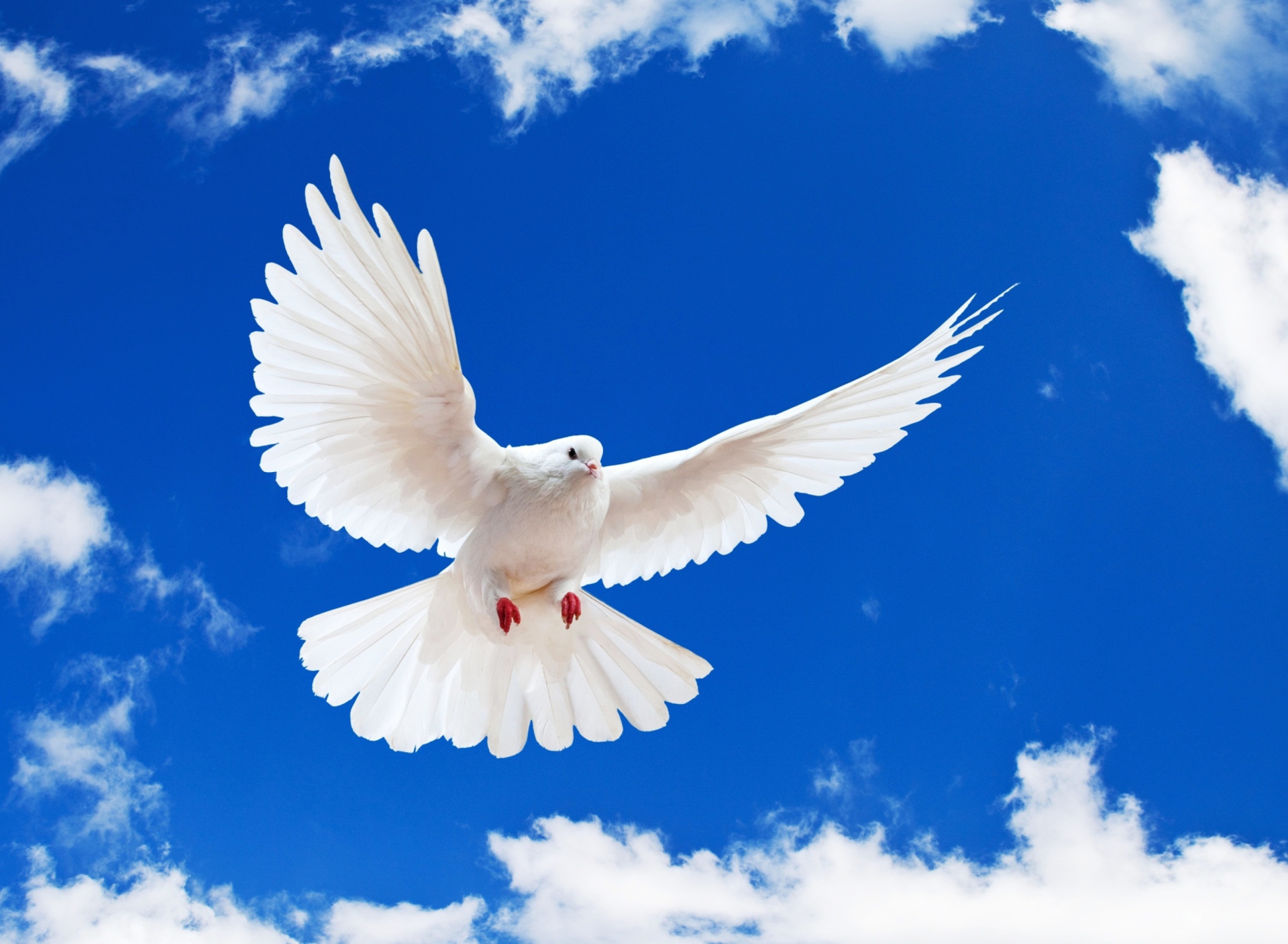 Обои White Dove In Blue Sky 1920x1408