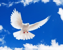 White Dove In Blue Sky wallpaper 220x176