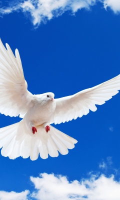 Sfondi White Dove In Blue Sky 240x400