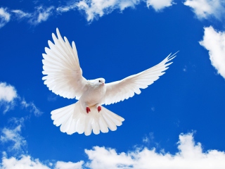 Das White Dove In Blue Sky Wallpaper 320x240