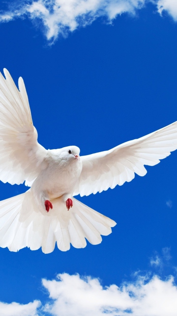 Обои White Dove In Blue Sky 360x640