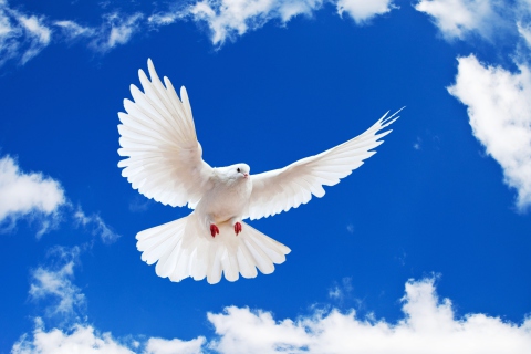 Обои White Dove In Blue Sky 480x320