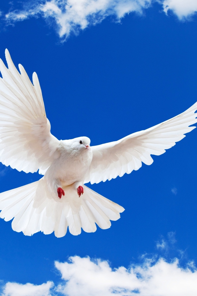 Das White Dove In Blue Sky Wallpaper 640x960