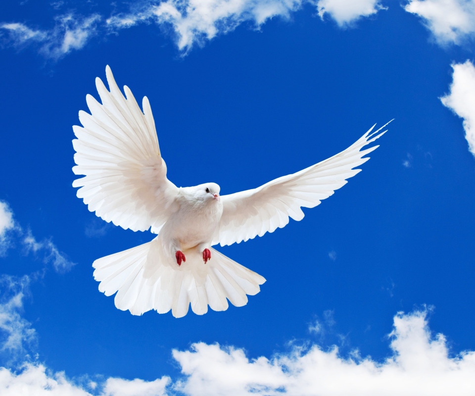 Das White Dove In Blue Sky Wallpaper 960x800