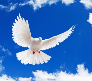 Kostenloses White Dove In Blue Sky Wallpaper für 128x128