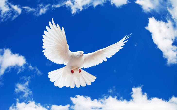 Das White Dove In Blue Sky Wallpaper