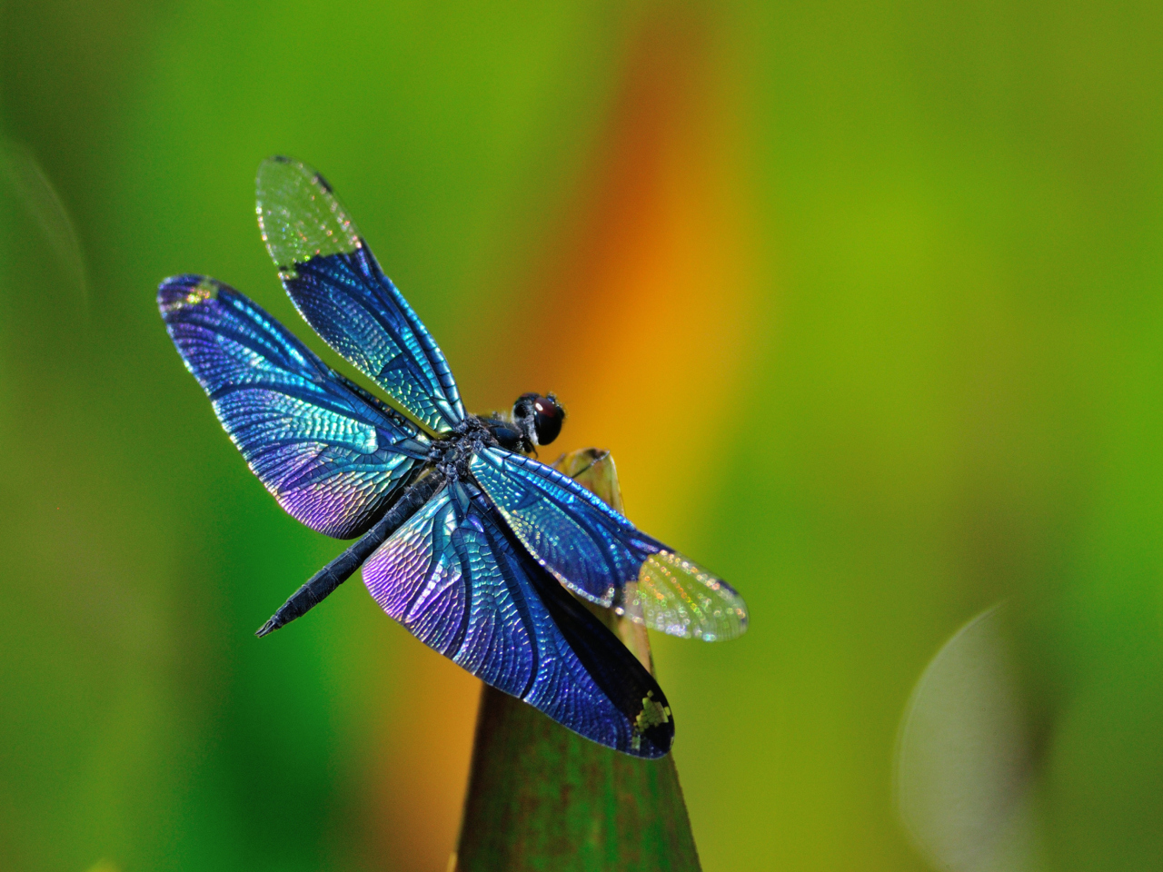 Dragonfly wallpaper 1280x960