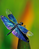 Fondo de pantalla Dragonfly 128x160