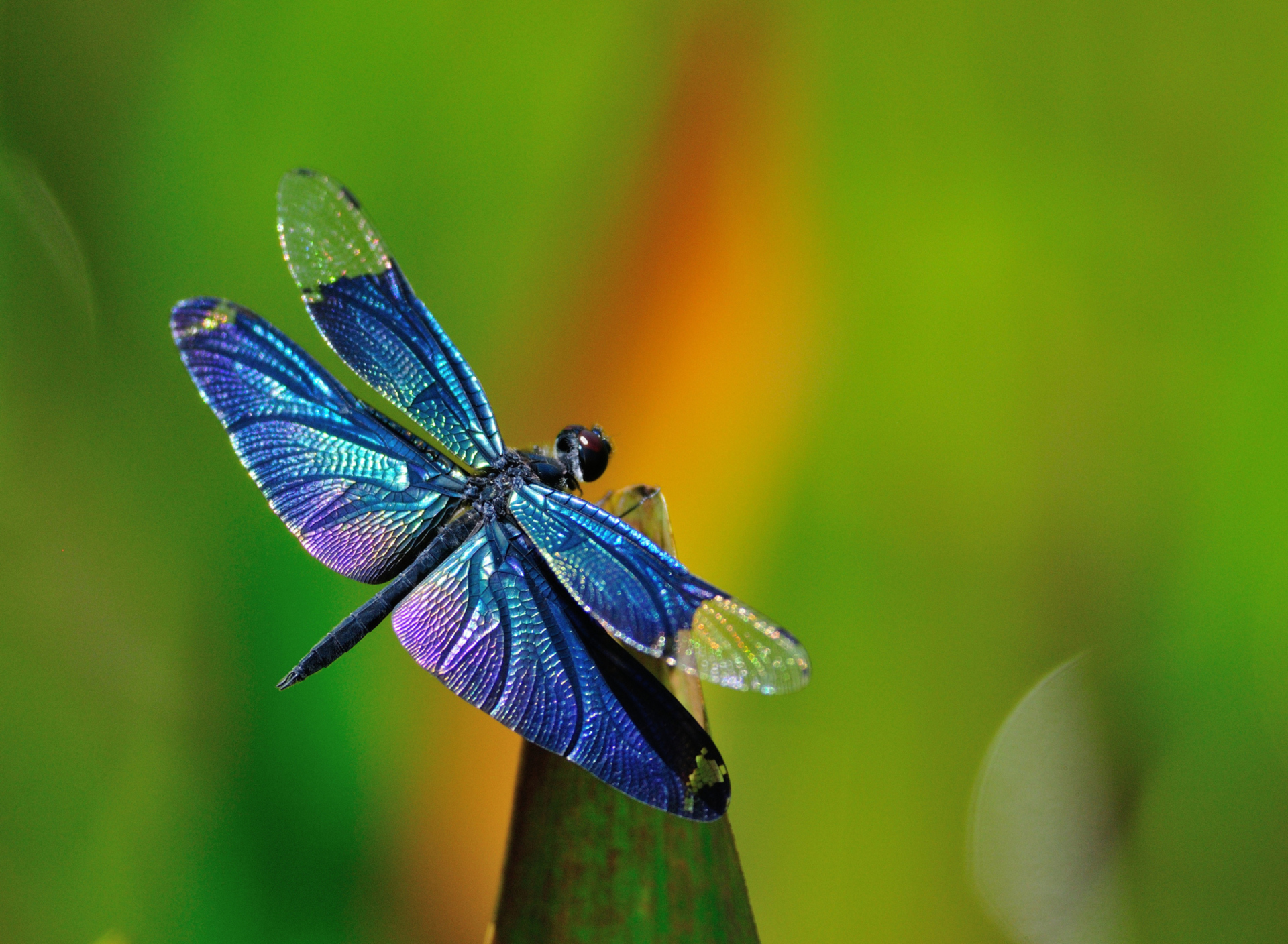 Dragonfly wallpaper 1920x1408