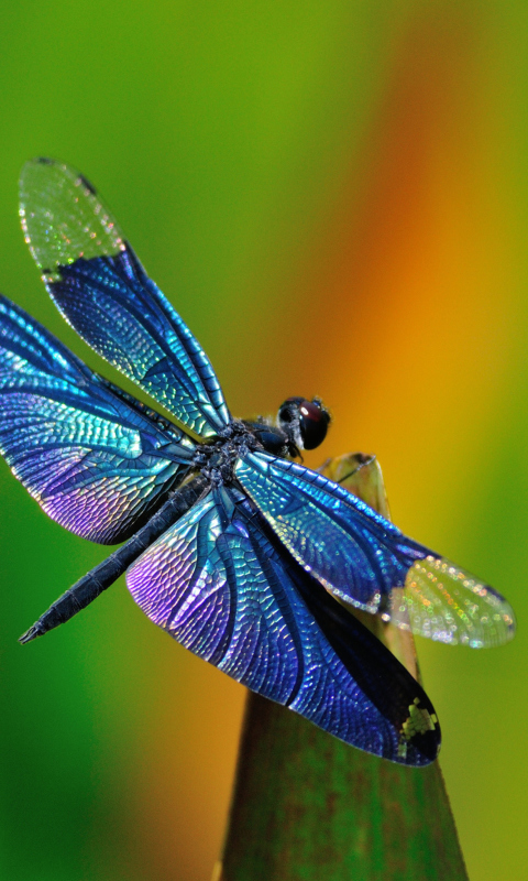 Dragonfly wallpaper 480x800