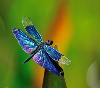 Dragonfly - Obrázkek zdarma pro iPad