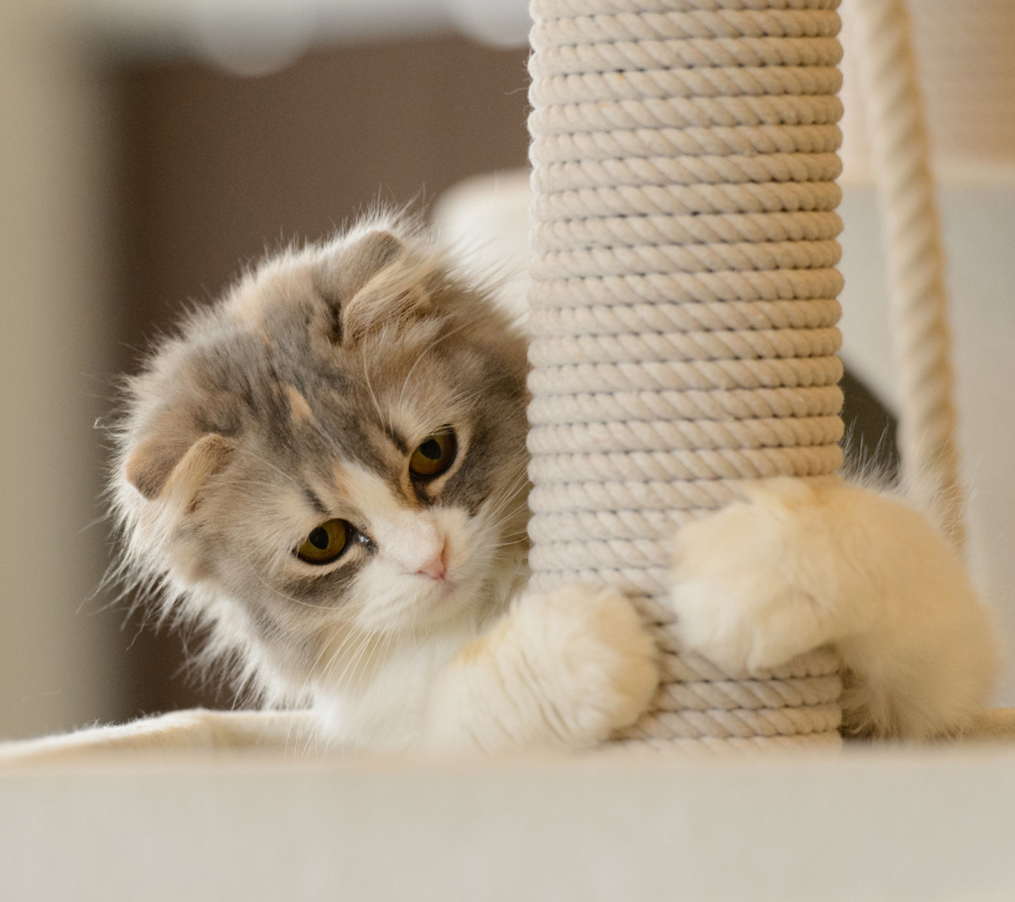 Fondo de pantalla Cute Grey With White Kitten 1440x1280