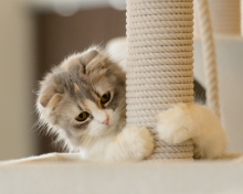 Fondo de pantalla Cute Grey With White Kitten 220x176