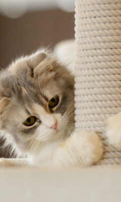 Cute Grey With White Kitten screenshot #1 240x400