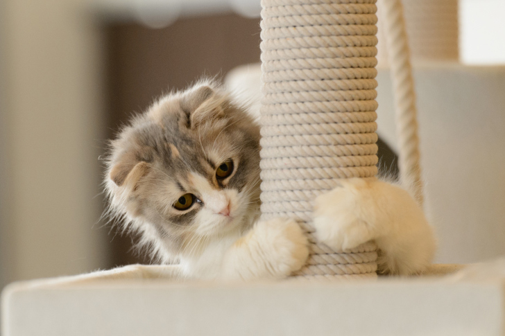 Sfondi Cute Grey With White Kitten