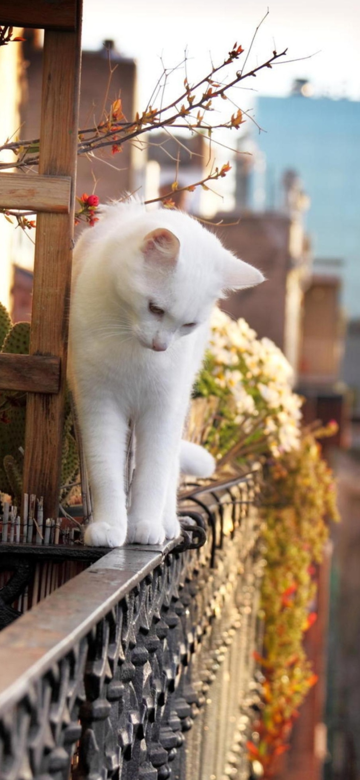Das Cat On Balcony Wallpaper 1170x2532