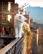 Das Cat On Balcony Wallpaper 176x220