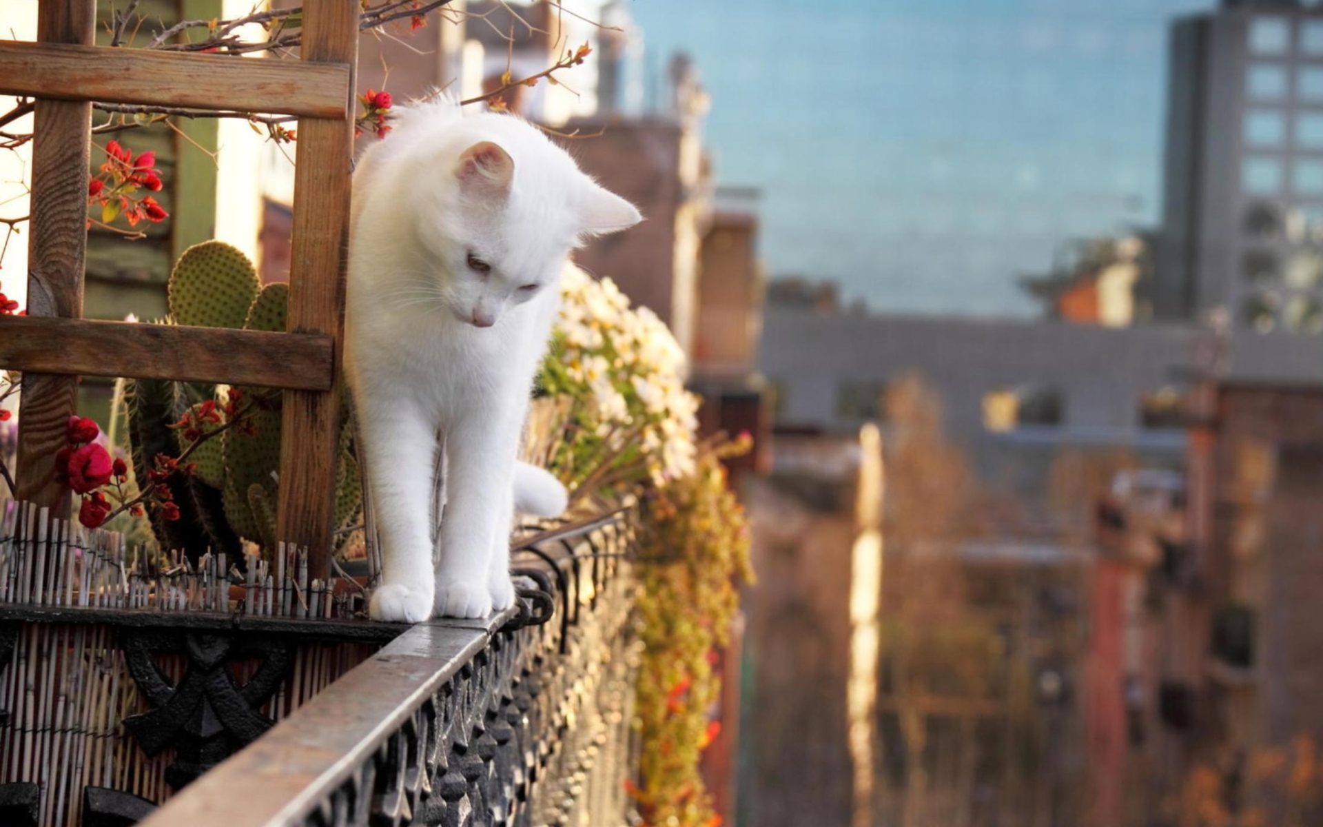 Cat On Balcony wallpaper 1920x1200