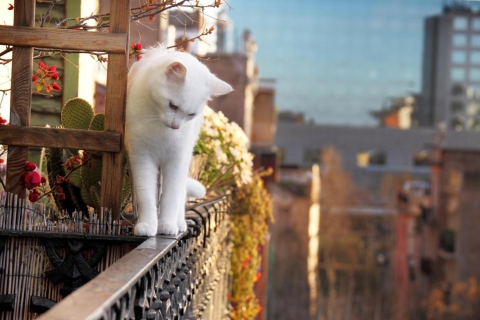 Das Cat On Balcony Wallpaper 480x320