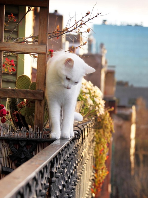 Sfondi Cat On Balcony 480x640