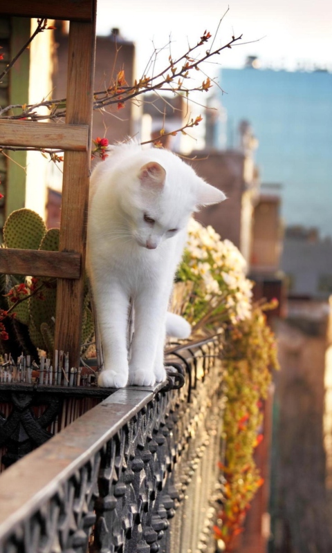 Обои Cat On Balcony 480x800