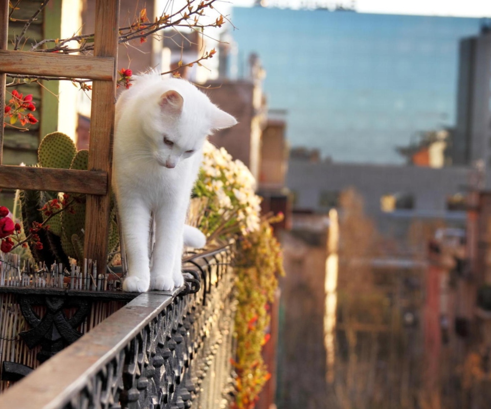 Das Cat On Balcony Wallpaper 960x800