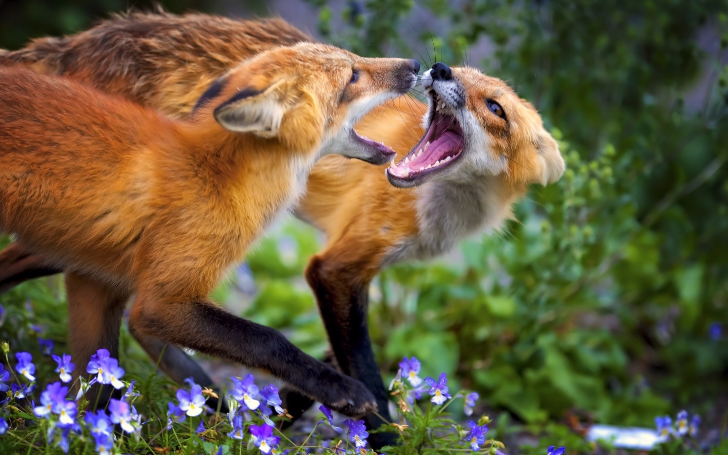 Sfondi Fox Family 1440x900