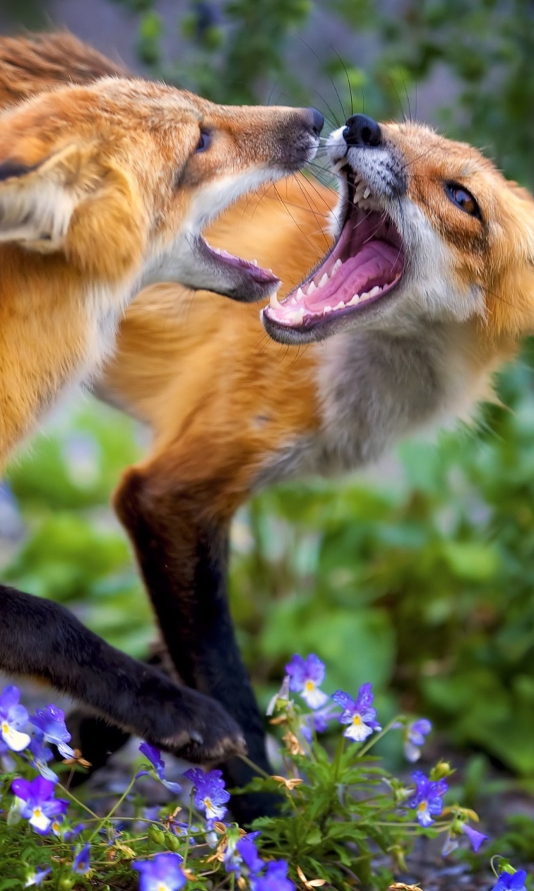 Das Fox Family Wallpaper 768x1280