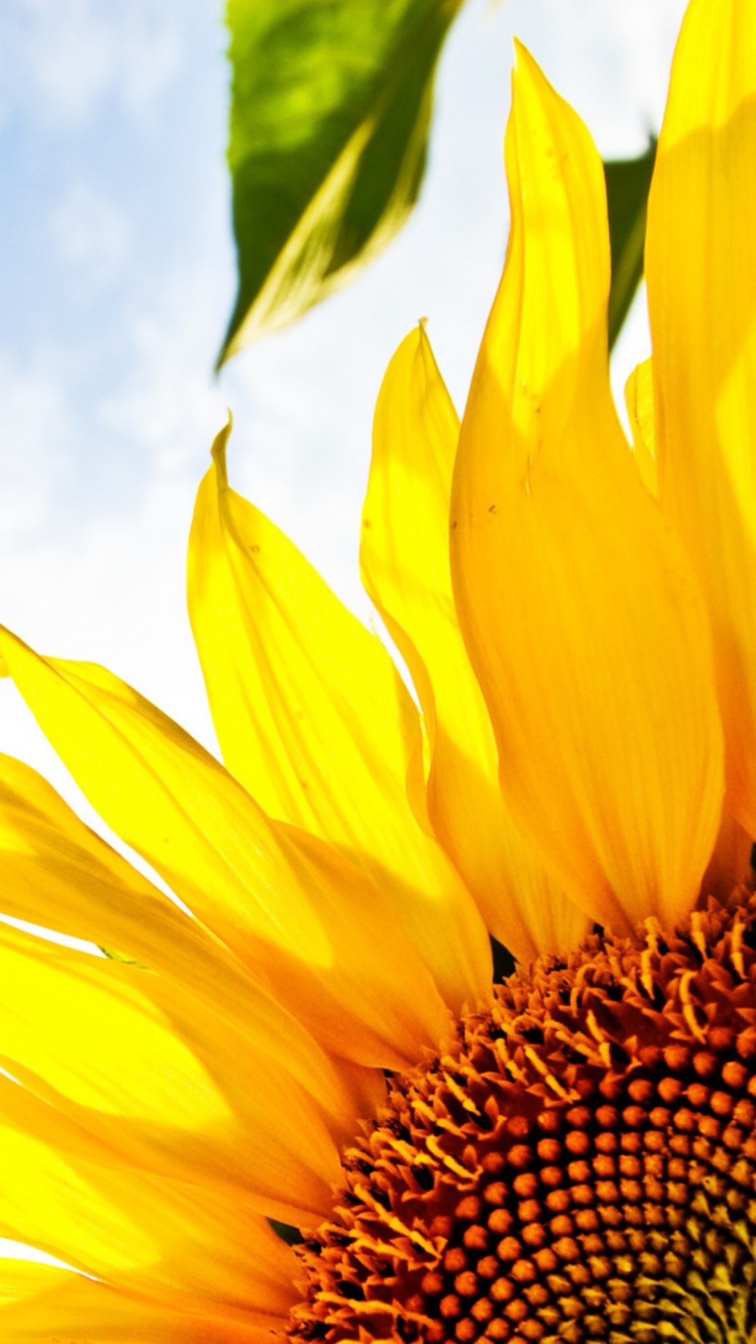 Fondo de pantalla Sunflower And Sky 1080x1920
