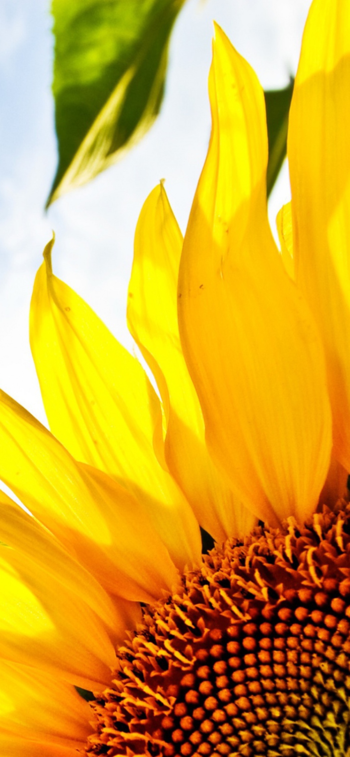 Fondo de pantalla Sunflower And Sky 1170x2532