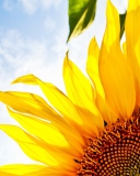 Fondo de pantalla Sunflower And Sky 128x160
