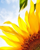 Sunflower And Sky wallpaper 128x160