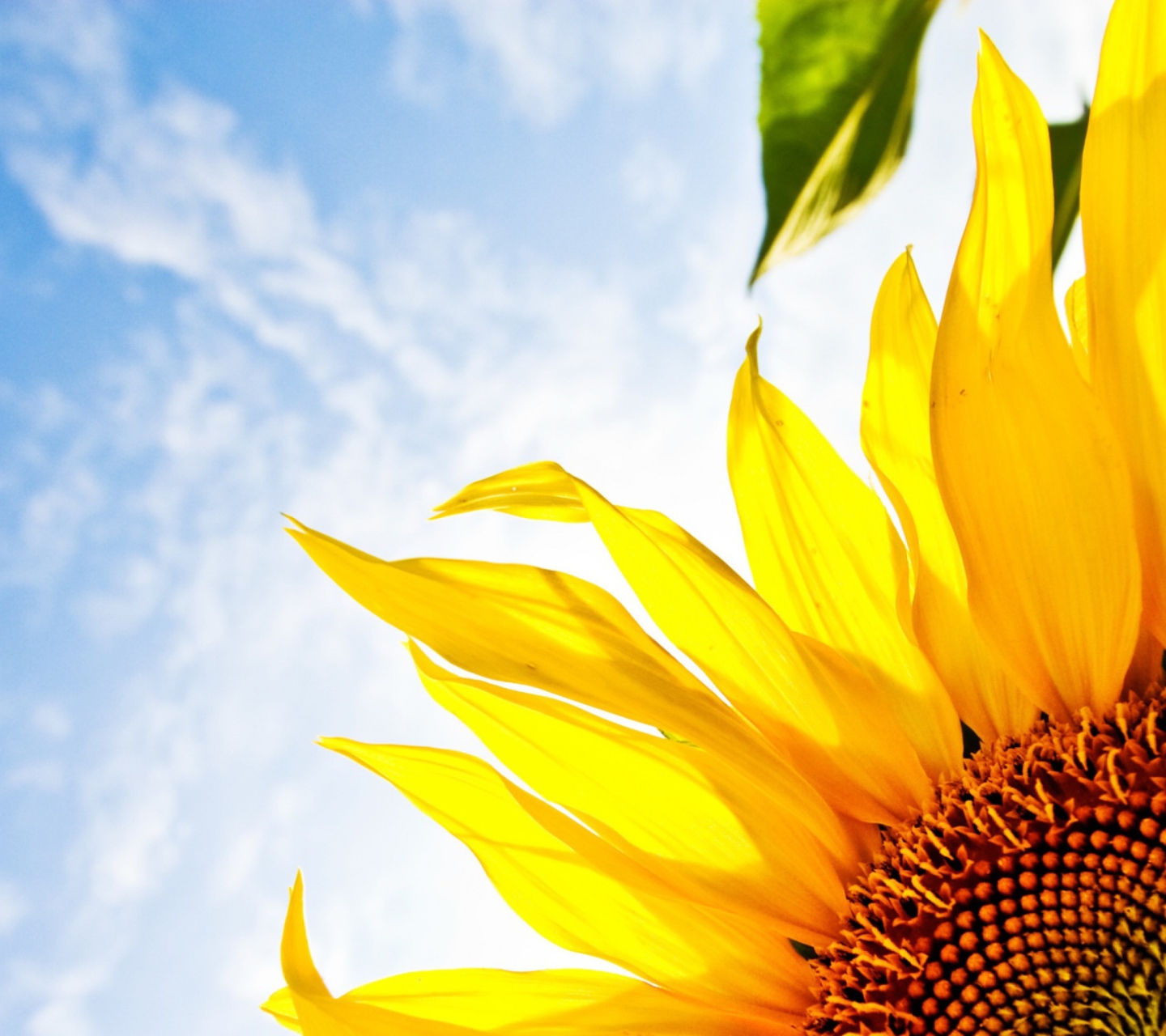 Fondo de pantalla Sunflower And Sky 1440x1280