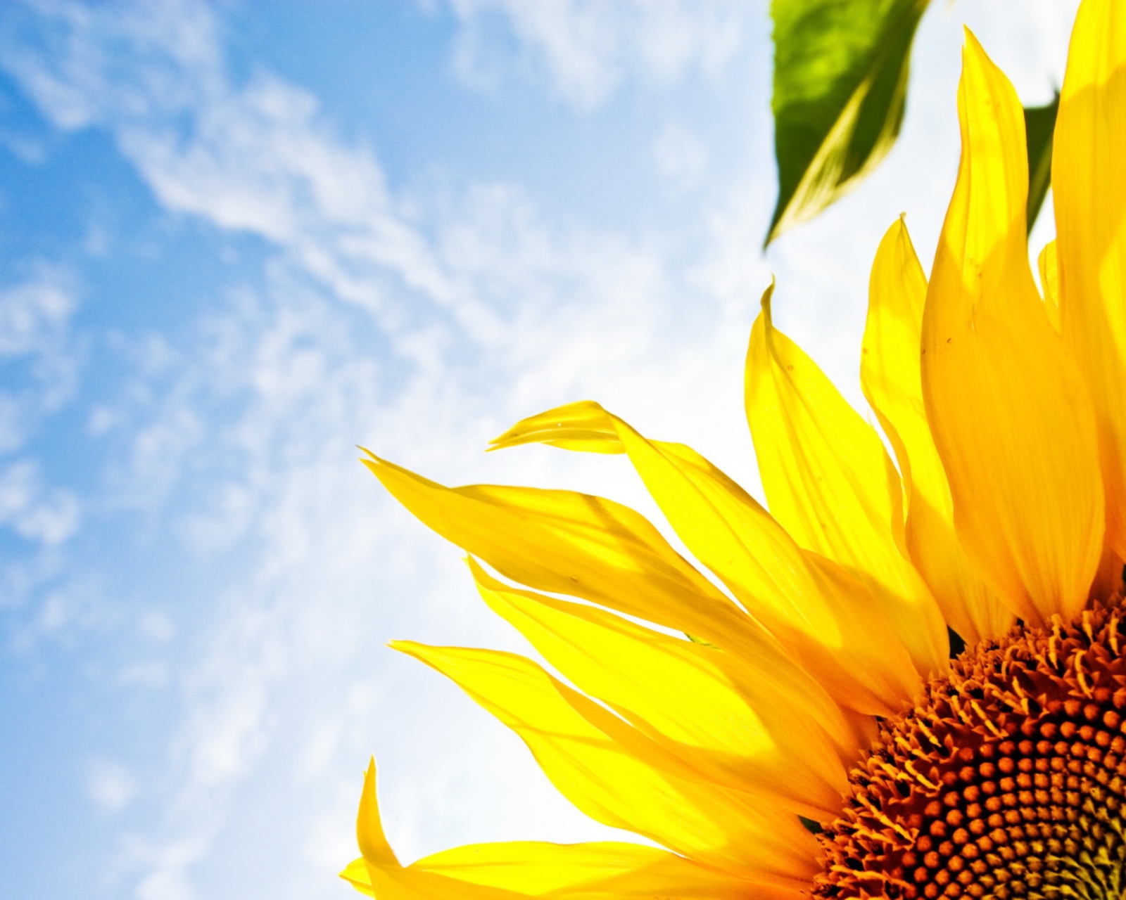Das Sunflower And Sky Wallpaper 1600x1280