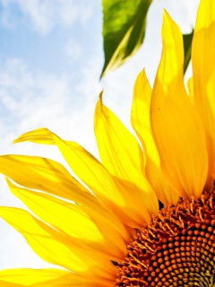 Das Sunflower And Sky Wallpaper 240x320