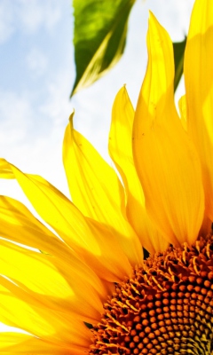 Fondo de pantalla Sunflower And Sky 240x400