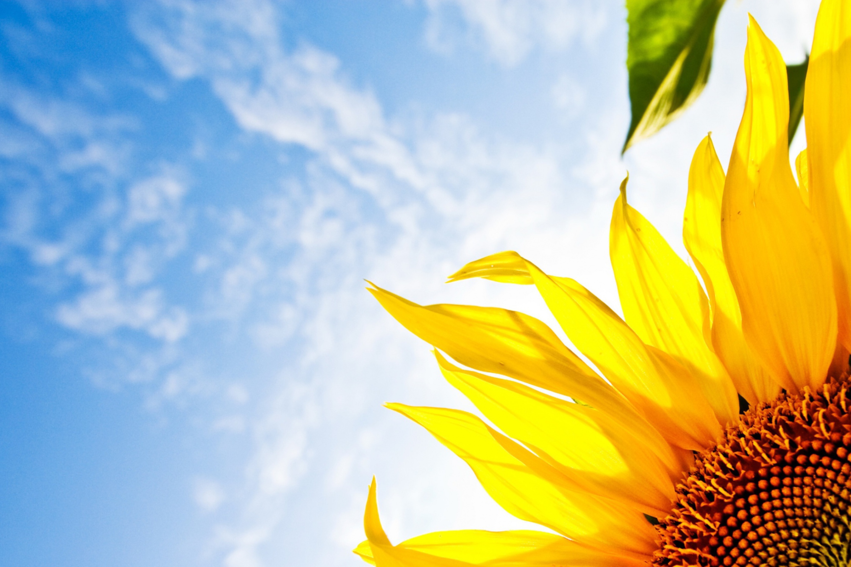 Sunflower And Sky screenshot #1 2880x1920