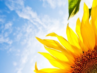 Das Sunflower And Sky Wallpaper 320x240