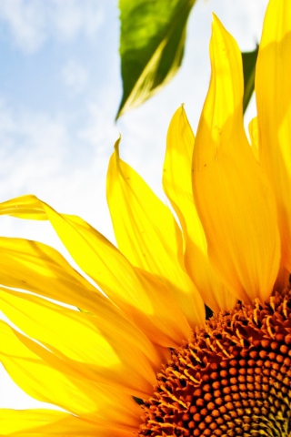 Sfondi Sunflower And Sky 320x480