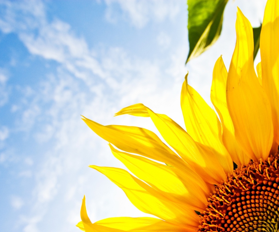 Das Sunflower And Sky Wallpaper 960x800