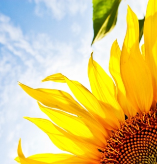 Sunflower And Sky - Obrázkek zdarma pro iPad