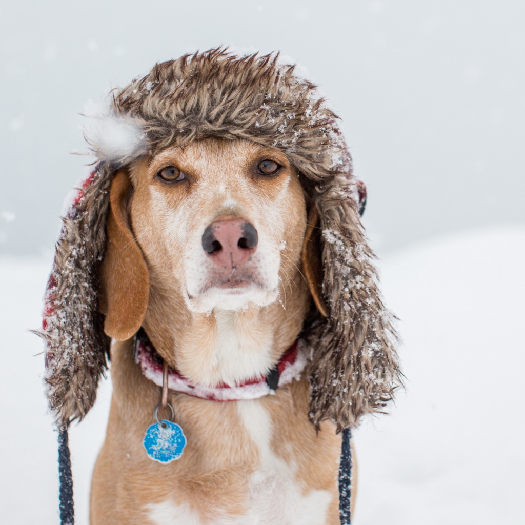 Das Dog In Winter Hat Wallpaper 1024x1024